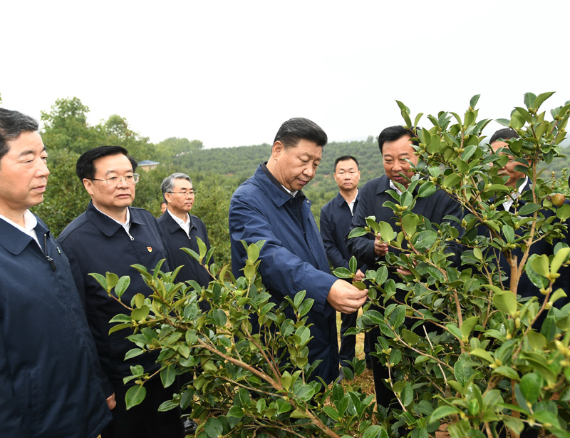 　　9月16日至18日，中共中央總書記、國(guó)家主席、中央軍委主席習(xí)近平在河南考察。這是17日上午，習(xí)近平來(lái)到信陽(yáng)市光山縣槐店鄉(xiāng)司馬光油茶園，實(shí)地察看油茶樹(shù)種植和掛果情況。新華社記者 謝環(huán)馳 攝